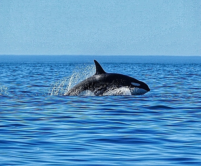 pt 3 orca.jpg