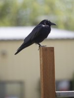 onyx the crow.jpg