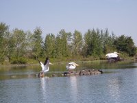 pelicans taking off.JPG