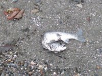 IMG_20171202_153608_1.jpg