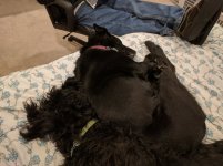 IMG_20180131_172156.jpg