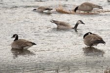 018-Goose-hybrid121221.jpg