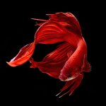 6E61DE97-CC21-4C14-918A-69E4704C7225.jpeg