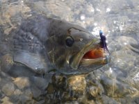 smallie on a beadhead.JPG