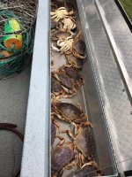 cohocrabs.jpg