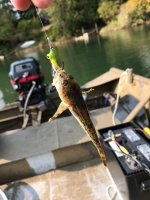 cohosculpin.jpg