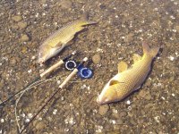 two carps n rods.JPG