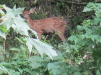 20130717_0006.JPG