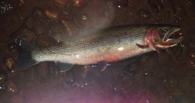 20%22Cutthroat.jpg