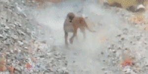 201013-cougar-chases-hiker-2x1-al-0741.gif