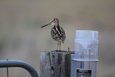 IMG_9473[1].jpg