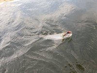 bull on nightmare.jpg