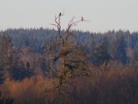 goldbaldtree2022jan27thB.jpg goldbaldtree2022jan27thB.jpg