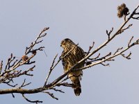 020-Merlin-013122.jpg 020-Merlin-013122.jpg