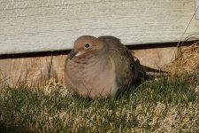 Dove.JPG Dove.JPG