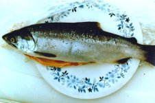 firstsalmon19771.jpg