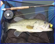 Big Bass 3.jpg