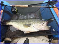 big bass with mouse.jpg