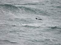 IMG_1595.JPG