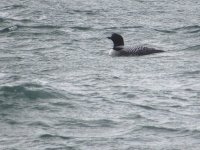 IMG_1593.JPG