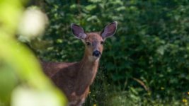 deer.jpg