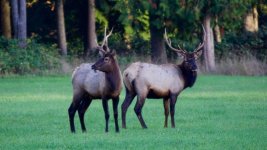 elk.jpg