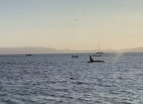 orcas.jpg