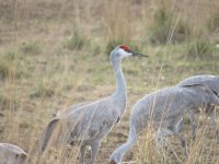 IMG_1529.JPG