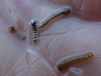 A03StomachPumpChironomids.jpg