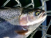 A05ChubbyRainbow1bP3290011.jpg
