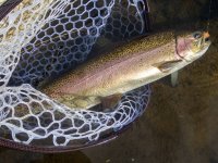A04TroutWIthApricotEggFlyP3300072.jpg