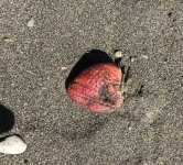 31D496D3-5C64-40F6-B6A3-AE59CAA0EDBD.jpeg