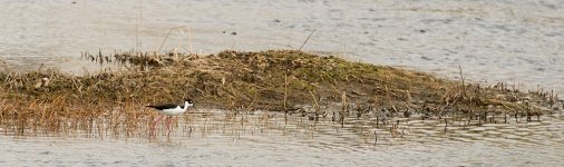 058-Stilt-041122.jpg
