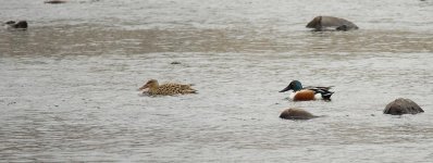 098-BY-Shoveler-041222-resize.jpg