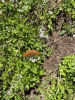 IMG_4766.jpeg