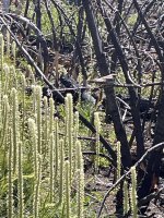IMG_4772.jpeg
