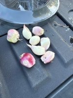 shallots.jpg
