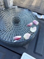 shallots1.jpg