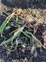 shallots2.jpg