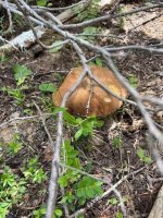 boletus4.jpg