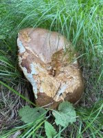 boletus5.jpg