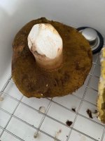 boletus6.jpg