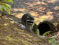 IMG_3011.jpeg
