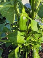 plant2.jpg