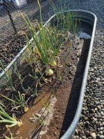 plant5.jpg
