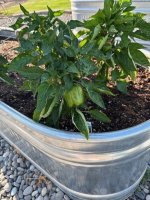 plant6.jpg