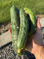plant8.jpg