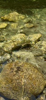 IMG_2305.jpeg