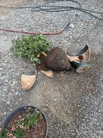 broken pot.jpg