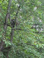 IMG_9238.jpeg